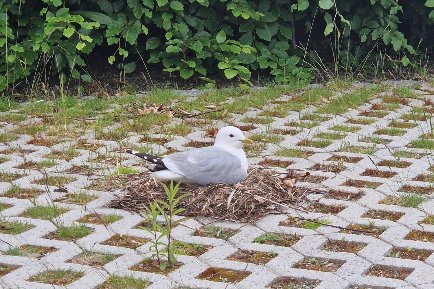 Fiskemåke på parkeringsplass.