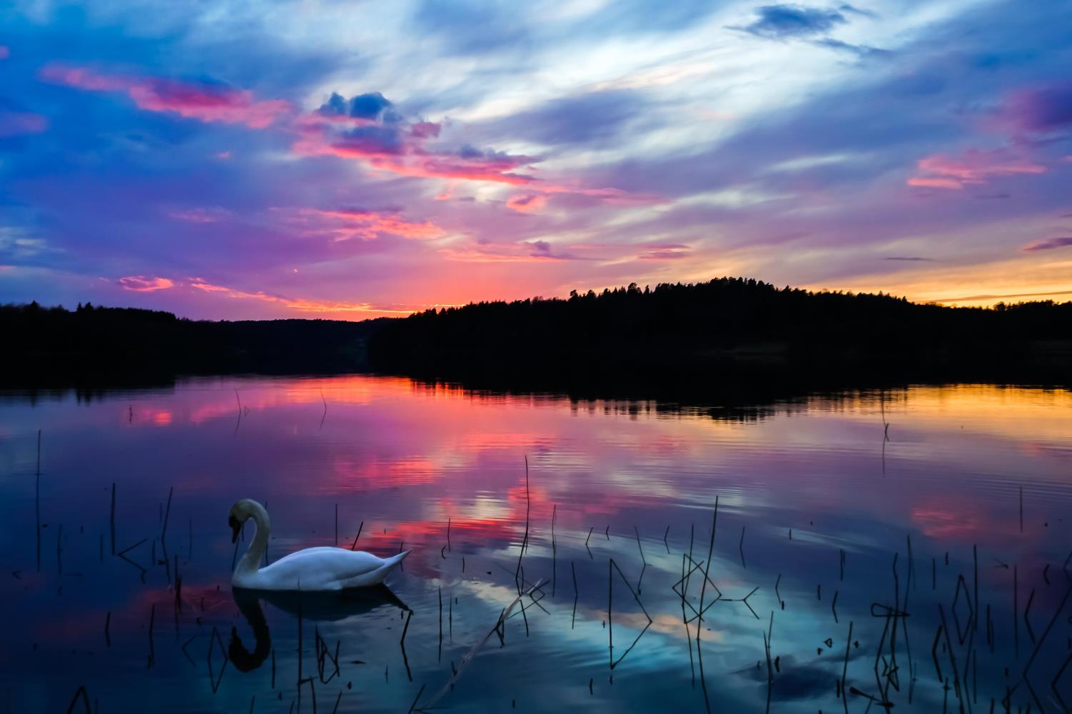 Fargerik himmel. En svane på et rolig vann. 