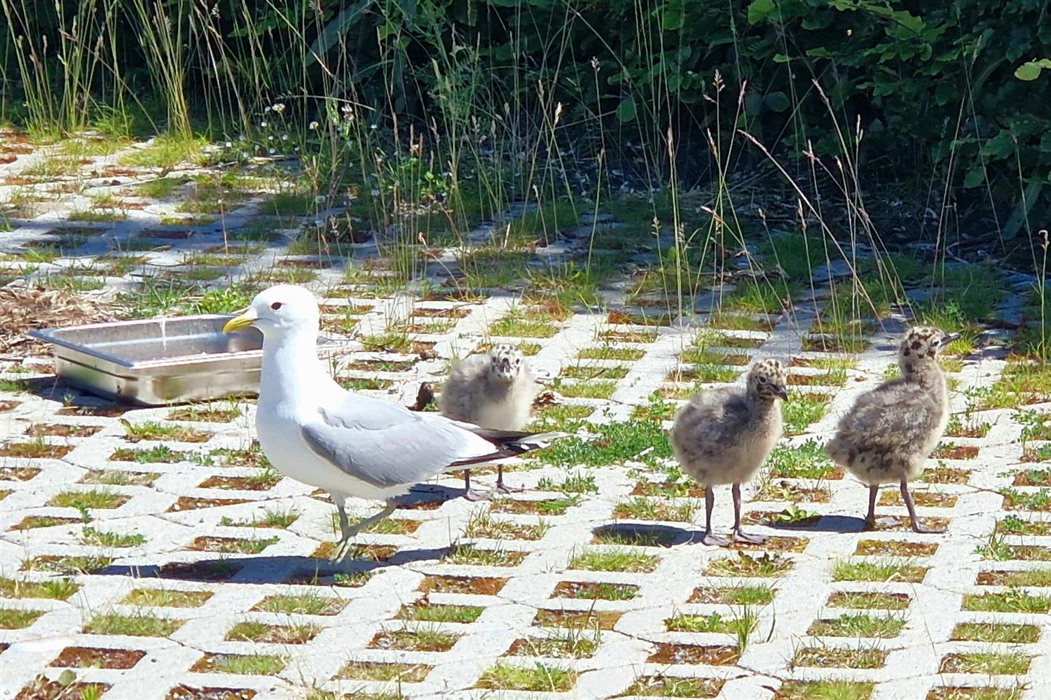 Måke med tre måkebarn.