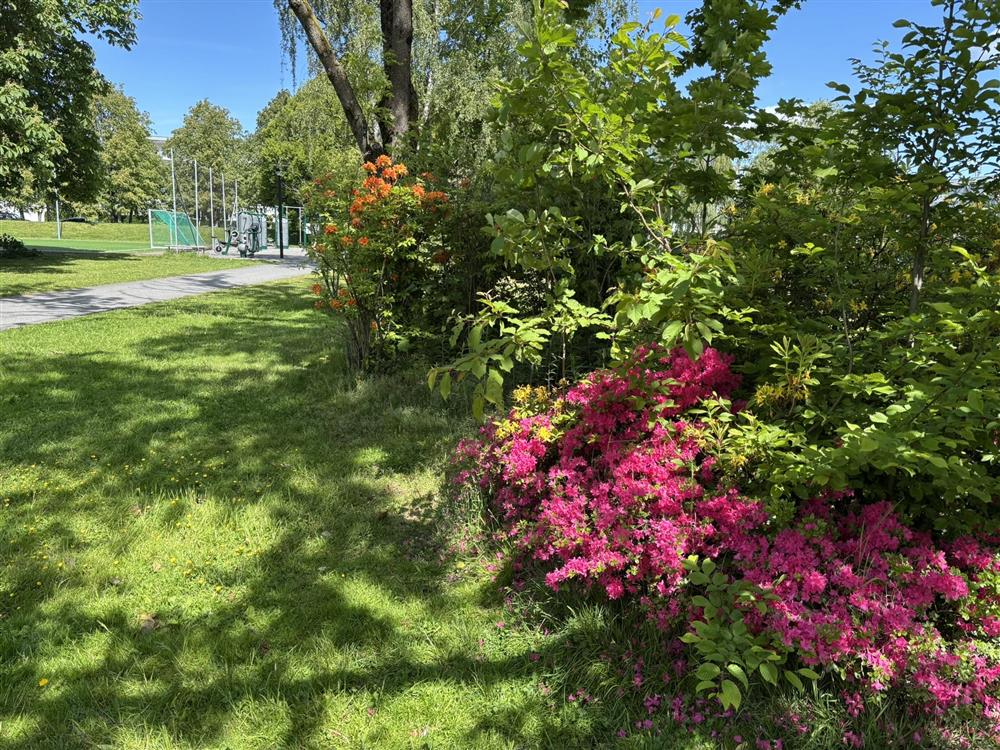 Blomster, gras, trær, - Klikk for stort bilde