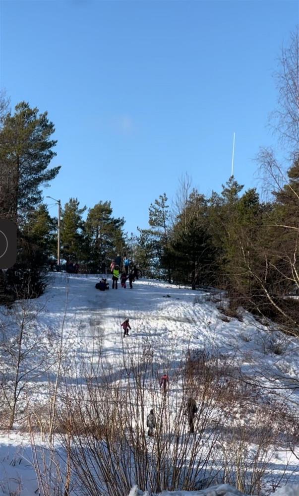 Snø, trær barn som aker - Klikk for stort bilde