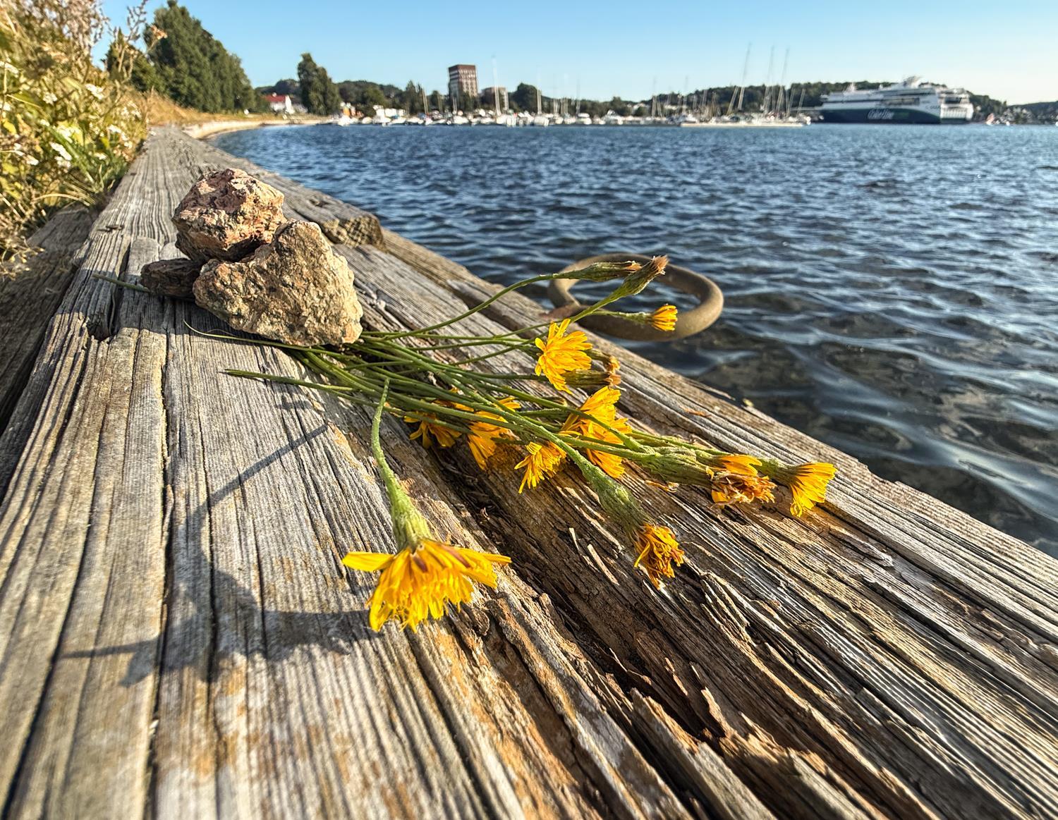 Blomster ved sjøen.