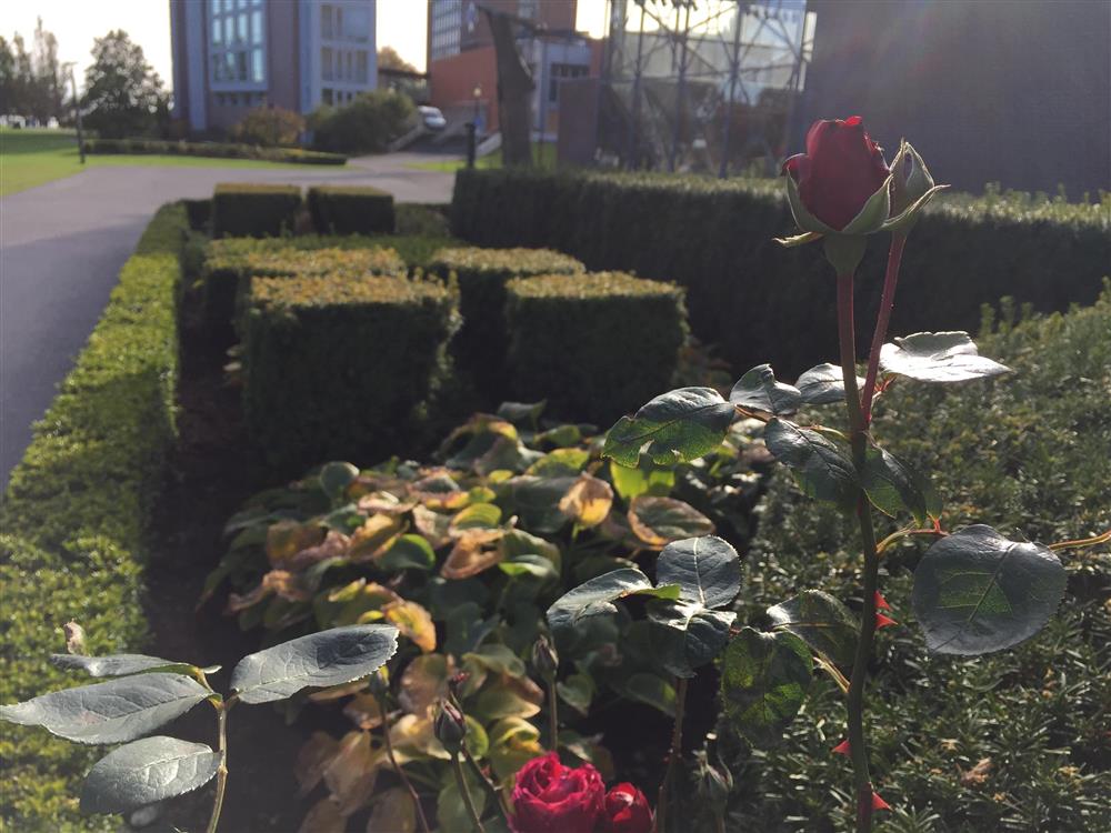 Rose i høstsol - Klikk for stort bilde