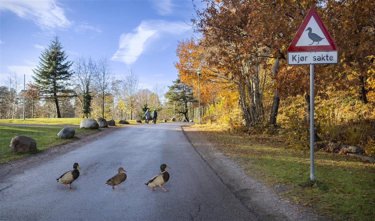 ender som går over veien - Klikk for stort bilde