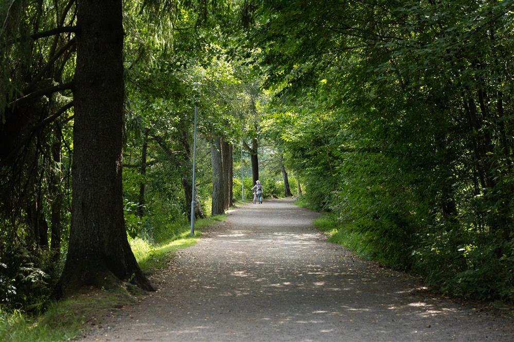 Gruset gangsti mellom løvtrær - Klikk for stort bilde