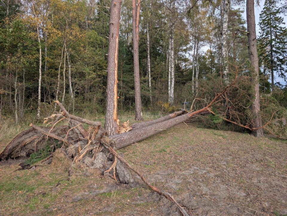 Nedblåst tre - Klikk for stort bilde